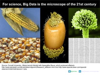 @pieroleo www.linkedin.com/in/pieroleo
@pieroleo www.linkedin.com/in/pieroleo
Source: Cornell University - Maize kernal infected with Aspergillus flavus, which produced aflatoxin.
http://www.plantpath.cornell.edu/labs/milgroom/Research_aflatoxin.html And http://www.special-clean.com/special-
clean/en/mold/mold-lexicon-1.php
For science, Big Data is the microscope of the 21st century
 