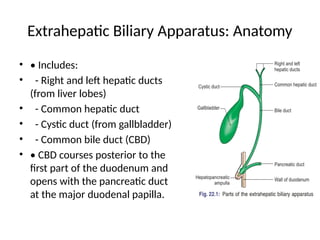 Extended_Liver_and_Biliary_Anatomy_.pptx