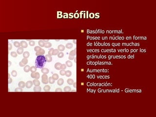 Basófilos Basófilo normal. Posee un núcleo en forma de lóbulos que muchas veces cuesta verlo por los gránulos gruesos del citoplasma. Aumento: 400 veces Coloración: May Grunwald - Giemsa  