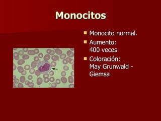Monocitos Monocito normal. Aumento: 400 veces Coloración: May Grunwald - Giemsa  