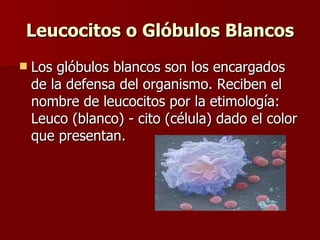 Leucocitos o Glóbulos Blancos Los glóbulos blancos son los encargados de la defensa del organismo. Reciben el nombre de leucocitos por la etimología: Leuco (blanco) - cito (célula) dado el color que presentan.  