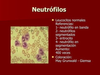 Neutrófilos   Leucocitos normales Referencias: 1- neutrófilo en banda 2- neutrófilos segmentados 3- eritrocito 4- neutrófilo en segmentación Aumento: 400 veces Coloración: May Grunwald - Giemsa  