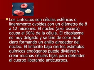 Los Linfocitos son células esféricas o ligeramente ovoides con un diámetro de 8 a 12 micrones. El núcleo (azul oscuro) ocupa el 90% de la célula. El citoplasma es muy delgado y se tiñe de color azul claro formando un anillo alrededor del núcleo. El linfocito bajo ciertos estímulos químicos endógenos puede dividirse y crear muchas células hijas para defender al cuerpo liberando anticuerpos.  