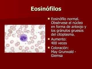 Eosinófilos Eosinófilo normal. Obsérvese el núcleo en forma de anteojo y los gránulos gruesos del citoplasma. Aumento: 400 veces Coloración: May Grunwald - Giemsa  