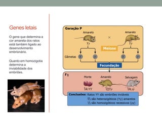 Genes letais
O gene que determina a
cor amarela dos ratos
está também ligado ao
desenvolvimento
embrionário.

Quanto em homozigotia
determina a
inviabilidade dos
embriões.
 