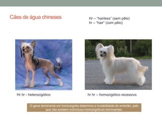 Cães de água chineses                             Hr – “hairless” (sem pêlo)
                                                  hr – “hair” (com pêlo)




  Hr hr - heterozigótico                         hr hr – homozigótico recessivo


          O gene dominante em homozigotia determina a inviabilidade do embrião, pelo
                   que não existem indivíduos homozigóticos dominantes.
 