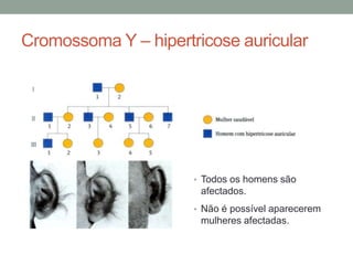 Cromossoma Y – hipertricose auricular




                      • Todos os homens são
                       afectados.
                      • Não é possível aparecerem
                       mulheres afectadas.
 