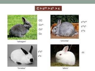 C > cch > ch > c


              CC
                                              cchcch
              Ccch
                                              cchch
              Cch
                                              cchc
              Cc


“selvagem”                      “chinchila”




             chch                             cc
             chc




“himalaia”                        “albino”
 
