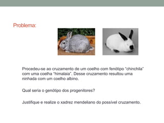 Problema:




   Procedeu-se ao cruzamento de um coelho com fenótipo “chinchila”
   com uma coelha “himalaia”. Desse cruzamento resultou uma
   ninhada com um coelho albino.

   Qual seria o genótipo dos progenitores?

   Justifique e realize o xadrez mendeliano do possível cruzamento.
 