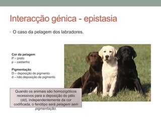 Interacção génica - epistasia
• O caso da pelagem dos labradores.




Cor da pelagem
P – preto
p – castanho

Pigmentação
D – deposição de pigmento
d – não deposição de pigmento



  Quando os animais são homozigóticos
   recessivos para a deposição do pêlo
     (dd), independentemente da cor
 codificada, o fenótipo será pelagem sem
               pigmentação.
 