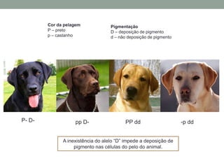 Cor da pelagem             Pigmentação
        P – preto                  D – deposição de pigmento
        p – castanho               d – não deposição de pigmento




P- D-              pp D-                  PP dd                    -p dd


              A inexistência do alelo “D” impede a deposição de
                   pigmento nas células do pelo do animal.
 