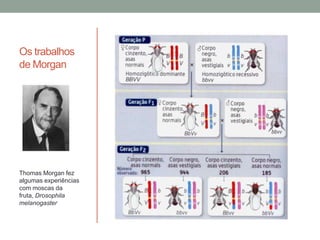 Os trabalhos
de Morgan




Thomas Morgan fez
algumas experiências
com moscas da
fruta, Drosophila
melanogaster
 