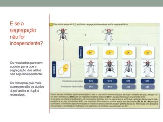 E se a
segregação
não for
independente?


Os resultados parecem
apontar para que a
segregação dos alelos
não seja independente.

Os fenótipos que mais
aparecem são os duplos
dominantes e duplos
recessivos.
 