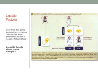 Ligação
Factorial


Quando os dois genes
se encontram no mesmo
cromossoma, a sua
transmissão durante a
meiose é feita em bloco.



Mas então de onde
vêm os outros
fenótipos?
 