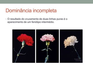 Dominância incompleta
• O resultado do cruzamento de duas linhas puras é o
 aparecimento de um fenótipo intermédio.
 
