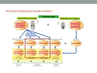 Se houver crossing-over durante a meiose…
 