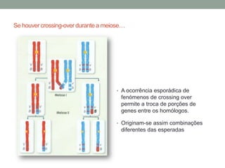 Se houver crossing-over durante a meiose…




                                     • A ocorrência esporádica de
                                       fenómenos de crossing over
                                       permite a troca de porções de
                                       genes entre os homólogos.

                                     • Originam-se assim combinações
                                       diferentes das esperadas
 