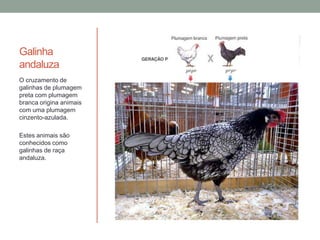 Galinha
andaluza
O cruzamento de
galinhas de plumagem
preta com plumagem
branca origina animais
com uma plumagem
cinzento-azulada.

Estes animais são
conhecidos como
galinhas de raça
andaluza.
 