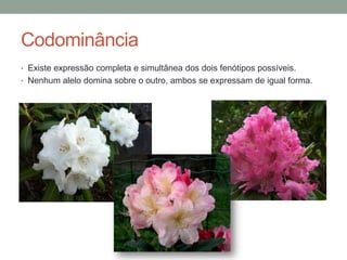 Codominância
• Existe expressão completa e simultânea dos dois fenótipos possíveis.
• Nenhum alelo domina sobre o outro, ambos se expressam de igual forma.
 