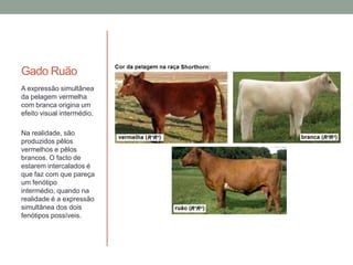 Gado Ruão
A expressão simultânea
da pelagem vermelha
com branca origina um
efeito visual intermédio.

Na realidade, são
produzidos pêlos
vermelhos e pêlos
brancos. O facto de
estarem intercalados é
que faz com que pareça
um fenótipo
intermédio, quando na
realidade é a expressão
simultânea dos dois
fenótipos possíveis.
 