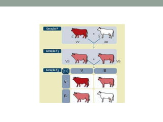 VB           VB

     V   B


V


B
 