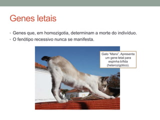 Genes letais
• Genes que, em homozigotia, determinam a morte do indivíduo.
• O fenótipo recessivo nunca se manifesta.


                                             Gato “Manx”. Apresenta
                                               um gene letal para
                                                 espinha bífida
                                                (heterozigótico).
 