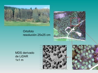 2 5 4 1 7 0 . 0 0 2 5 4 1 8 0 . 0 0 2 5 4 1 9 0 . 0 0 2 5 4 2 0 0 . 0 0 2 5 4 2 1 0 . 0 0 2 5 4 2 2 0 . 0 0 2 5 4 2 3 0 . 0 0
7 0 0 7 0 0 .0 0
7 0 0 7 0 5 .0 0
7 0 0 7 1 0 .0 0
7 0 0 7 1 5 .0 0
7 0 0 7 2 0 .0 0
7 0 0 7 2 5 .0 0
7 0 0 7 3 0 .0 0
7 0 0 7 3 5 .0 0
7 0 0 7 4 0 .0 0
7 0 0 7 4 5 .0 0
7 0 0 7 5 0 .0 0
7 0 0 7 5 5 .0 0
7 0 0 7 6 0 .0 0
Ortofoto
resolución 25x25 cm
MDS derivado
de LiDAR
1x1 m
 