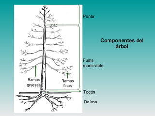 Componentes del
árbol
Punta
Fuste
maderable
Tocón
Ramas
gruesas
Ramas
finas
Raíces
 