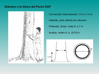 Diámetro a la Altura del Pecho DAP
1.3 m
Convención internacional 1.3 m o 1.4 m
Además, para cálculo de volumen:
Finlandia, Suiza mide d a 7 m
Austria miden d a (3/10) h
 