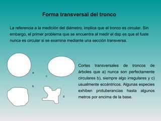 Forma transversal del tronco
La referencia a la medición del diámetro, implica que el tronco es circular. Sin
embargo, el primer problema que se encuentra al medir el dap es que el fuste
nunca es circular si se examina mediante una sección transversa.
a
b
c
d
Cortes transversales de troncos de
árboles que a) nunca son perfectamente
circulares b), siempre algo irregulares y c)
usualmente eccéntricos. Algunas especies
exhiben protuberancias hasta algunos
metros por encima de la base.
 
