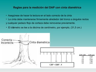 Reglas para la medición del DAP con cinta diamétrica
• Asegúrese de hacer la lectura en el lado correcto de la cinta
• La cinta debe mantenerse firmemente alrededor del tronco a ángulos rectos
y cualquier pedazo flojo de corteza debe removerse previamente.
• El diámetro se lee a la décima de centímetro, por ejemplo, (31,5 cm.)
 