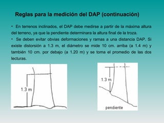 • En terrenos inclinados, el DAP debe medirse a partir de la máxima altura
del terreno, ya que la pendiente determinara la altura final de la troza.
• Se deben evitar obvias deformaciones y ramas a una distancia DAP. Si
existe distorsión a 1.3 m, el diámetro se mide 10 cm. arriba (a 1.4 m) y
también 10 cm. por debajo (a 1.20 m) y se toma el promedio de las dos
lecturas.
Reglas para la medición del DAP (continuación)
 