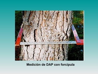 Medición de DAP con forcípula
 