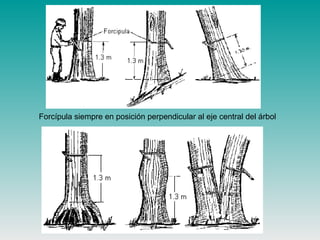 Forcípula siempre en posición perpendicular al eje central del árbol
 