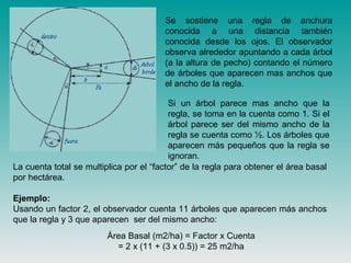 La cuenta total se multiplica por el “factor” de la regla para obtener el área basal
por hectárea.
Ejemplo:
Usando un factor 2, el observador cuenta 11 árboles que aparecen más anchos
que la regla y 3 que aparecen ser del mismo ancho:
Se sostiene una regla de anchura
conocida a una distancia también
conocida desde los ojos. El observador
observa alrededor apuntando a cada árbol
(a la altura de pecho) contando el número
de árboles que aparecen mas anchos que
el ancho de la regla.
Si un árbol parece mas ancho que la
regla, se toma en la cuenta como 1. Si el
árbol parece ser del mismo ancho de la
regla se cuenta como ½. Los árboles que
aparecen más pequeños que la regla se
ignoran.
Área Basal (m2/ha) = Factor x Cuenta
= 2 x (11 + (3 x 0.5)) = 25 m2/ha
 