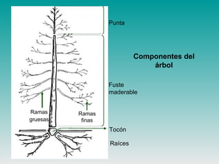 Componentes del
árbol
Punta
Fuste
maderable
Tocón
Ramas
gruesas
Ramas
finas
Raíces
 