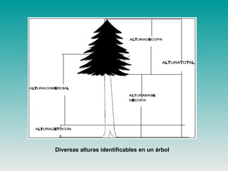 Diversas alturas identificables en un árbol
 