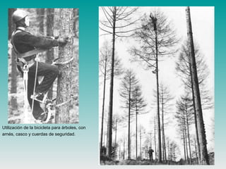 Utilización de la bicicleta para árboles, con
arnés, casco y cuerdas de seguridad.
 