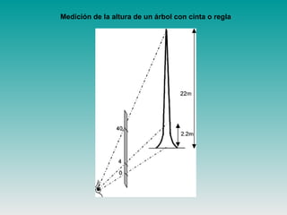 Medición de la altura de un árbol con cinta o regla
 