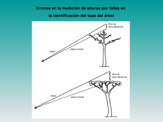 Errores en la medición de alturas por fallas en
la identificación del tope del árbol
 