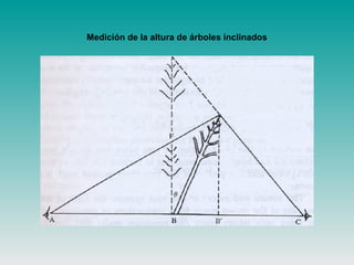 Medición de la altura de árboles inclinados
 