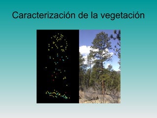Caracterización de la vegetación
 