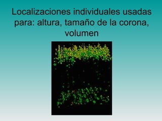 Localizaciones individuales usadas
para: altura, tamaño de la corona,
volumen
 