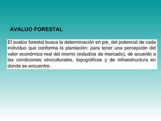 Avaluación forestal III.LUZ