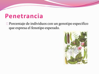 Porcentaje de individuos con un genotipo especifico 
que expresa el fenotipo esperado. 
 