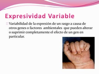 Variabilidad de la expresión de un rasgo a causa de 
otros genes o factores ambientales que pueden alterar 
o suprimir completamente el efecto de un gen en 
particular. 
 