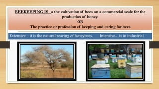 BEEKEEPING IS a the cultivation of bees on a commercial scale for the
production of honey.
OR
The practice or profession of keeping and caring for bees.
Extensive – it is the natural rearing of honeybees. Intensive- is in industrial
style
 