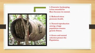1. Extensive beekeeping
is less stressful for
Bees because its natural.
2. Reduced stress
promotes health.
3. Natural reproduction
among a large
population ensures
genetic fitness.
4. Genes and natural
selection protect the
Population.
 