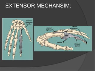 Extensor Excursion Extensorapparatusofhandinjuries | PPTX