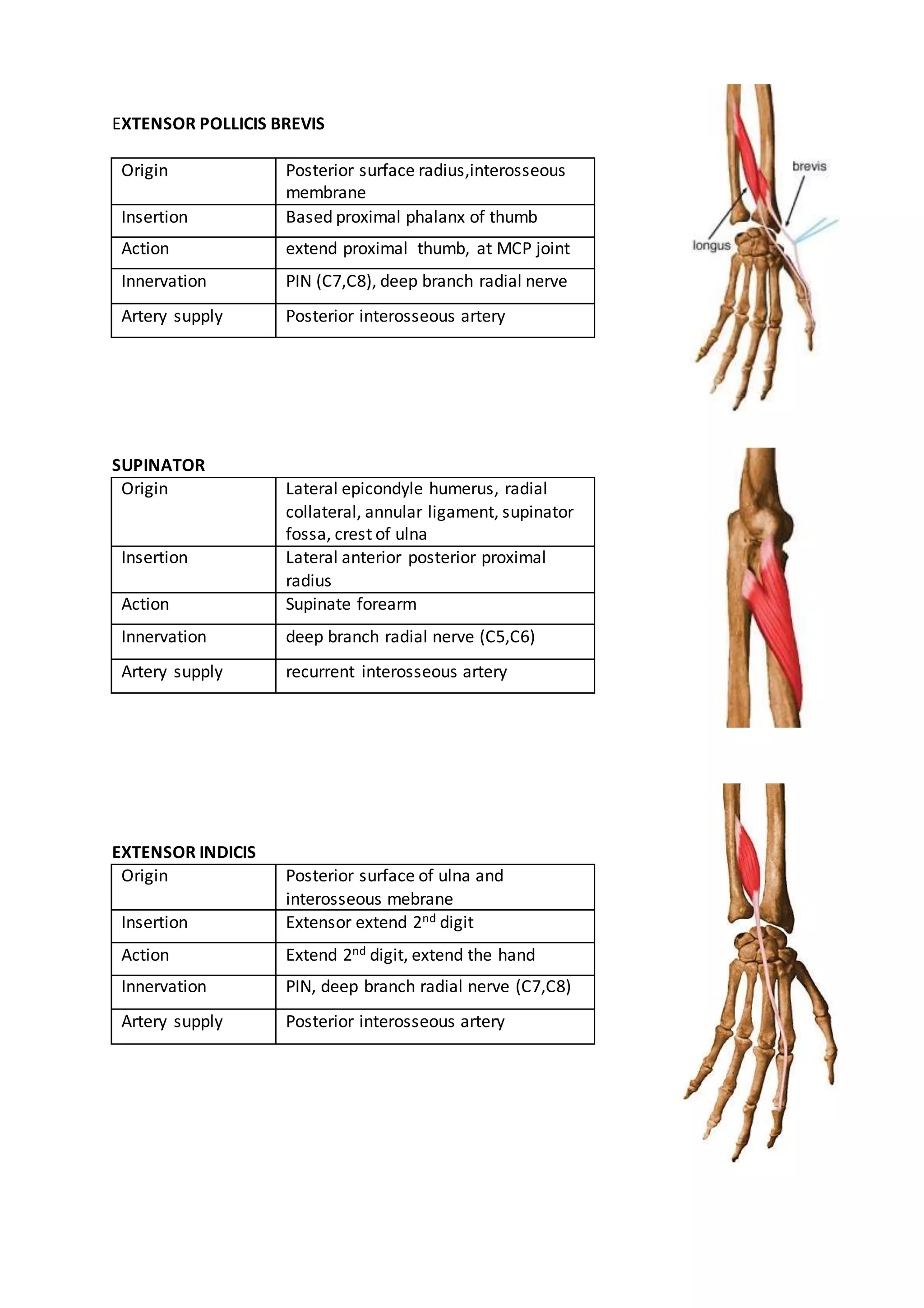 Extensor compartement | DOCX